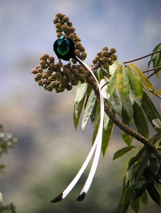 Photograph of Ribbon-tailed Astrapia