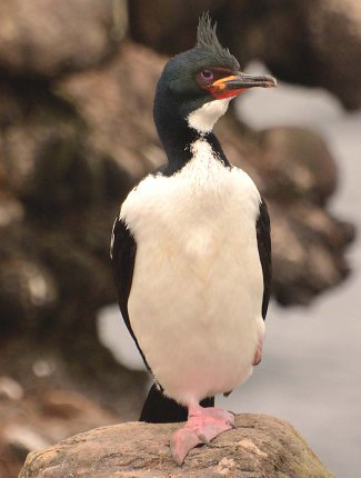 Photograph of Auckland Shag