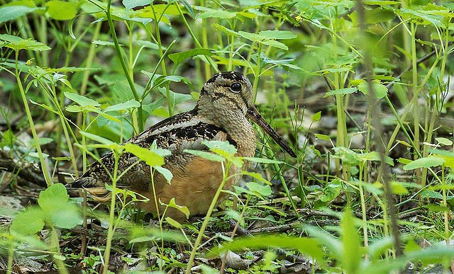 Photograph of American Woodcock