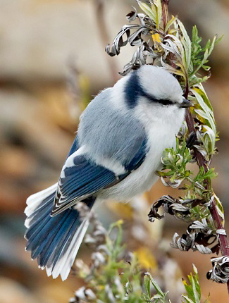 Photograph of Azure Tit