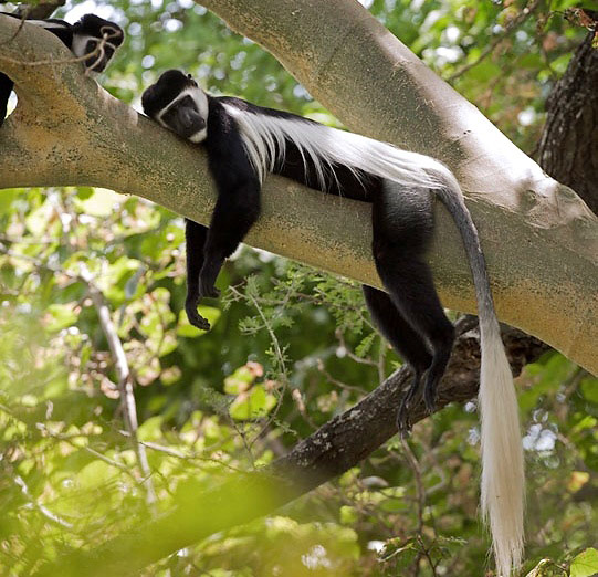 Photograph of Black-and-white Colobus Monkey