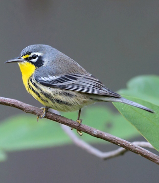 Photograph of Bahama Warbler