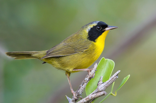 Photograph of Bahama Yellowthroat