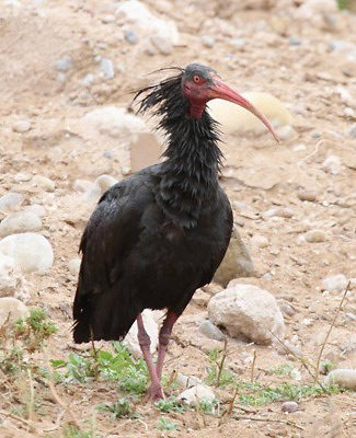 Photograph of Northern Bald Ibis