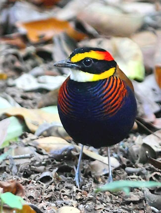 Photograph of Malay Banded Pitta