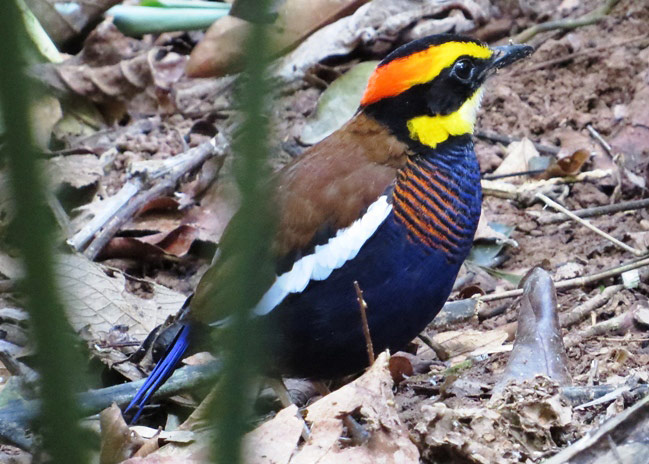 Photograph of Malay Banded Pitta