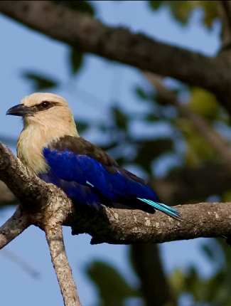 Photograph of Blue-bellied Roller
