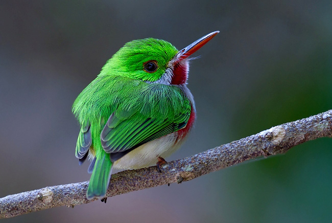 Where to Watch Birds and Other Wildlife in the World/Destinations A-Z