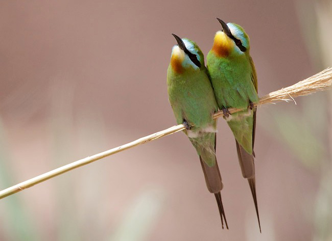 Photograph of Blue-cheeked Bee-eaters