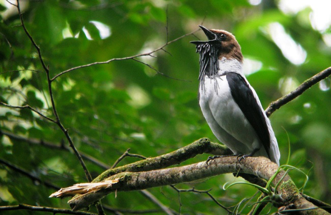 Photograph of Bearded Bellbird