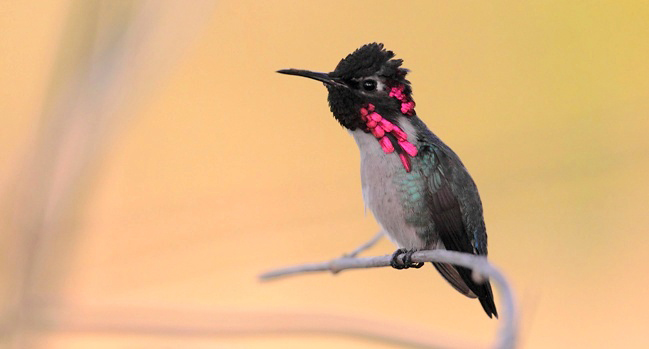 Photograph of Bee Hummingbird