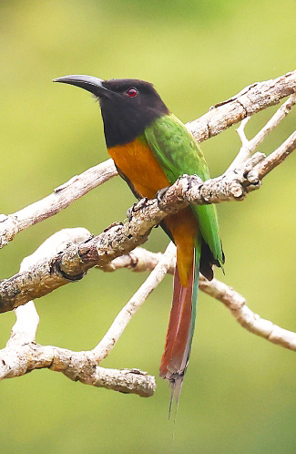 Photograph of Black-headed Bee-eater