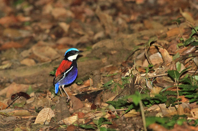 Photograph of Blue-headed Pitta