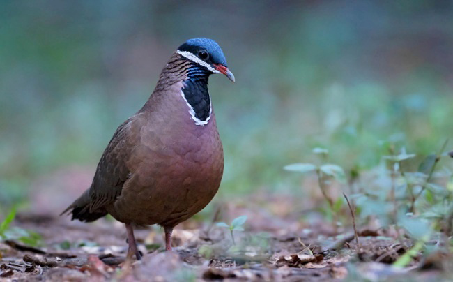 Photograph of Blue-headed Quail Dove