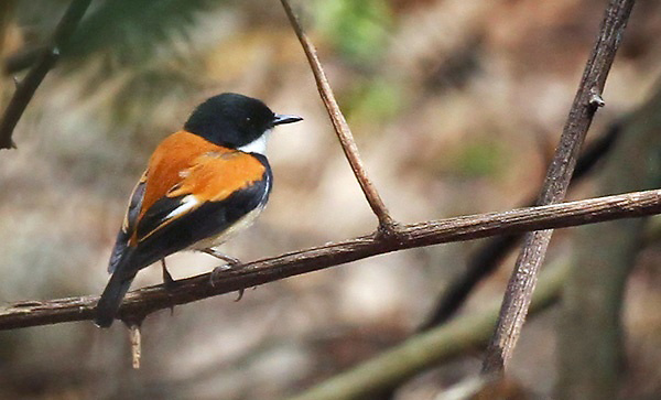 Photograph of Black-banded Flycatcher