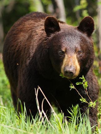 Photograph of Black Bear