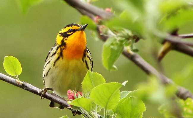 Photograph of Blackburnian Warbler