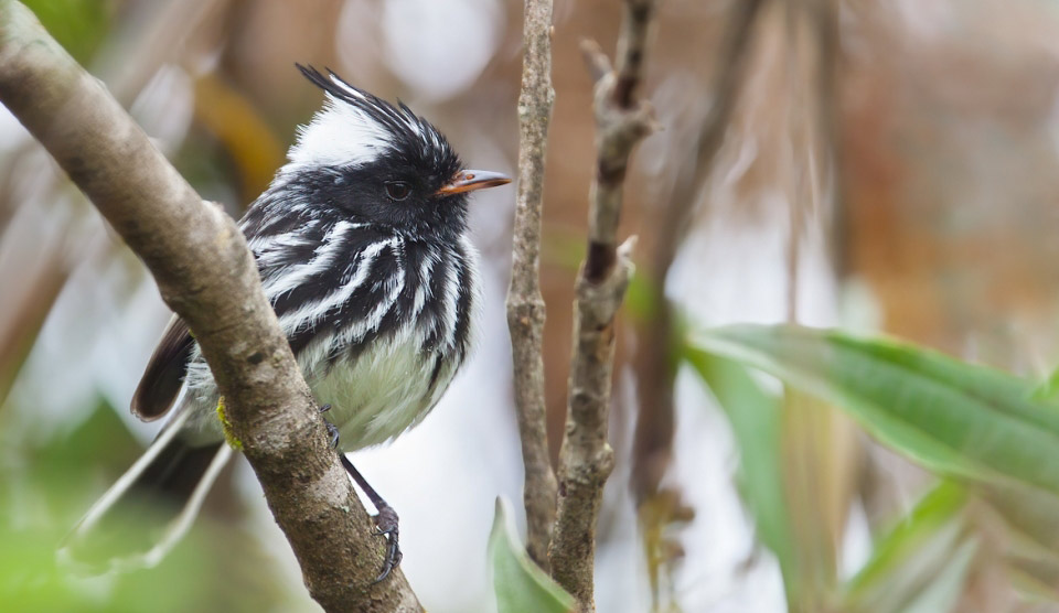 Photograph of Black-crested Tit-tyrant