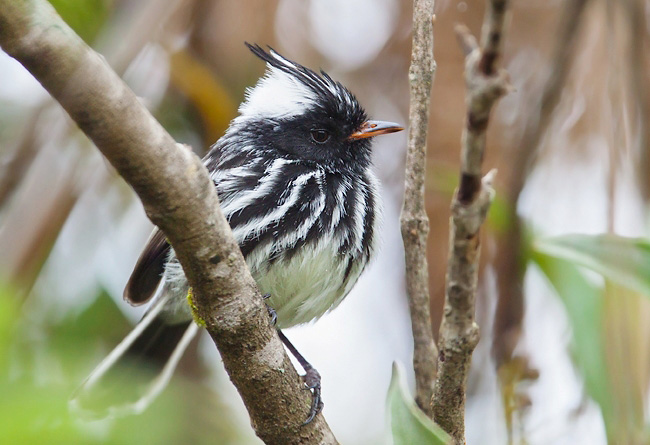 Photograph of Black-crested Tit-tyrant