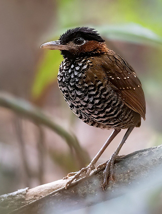 Photograph of Black-crowned Antpitta