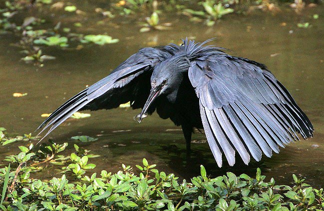 Photograph of Black Heron