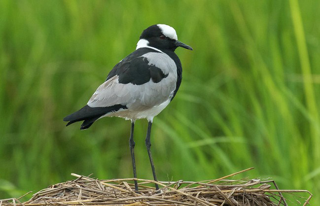 Photograph of Blacksmith Plover