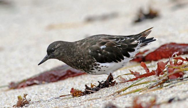 Photograph of Black Turnstone