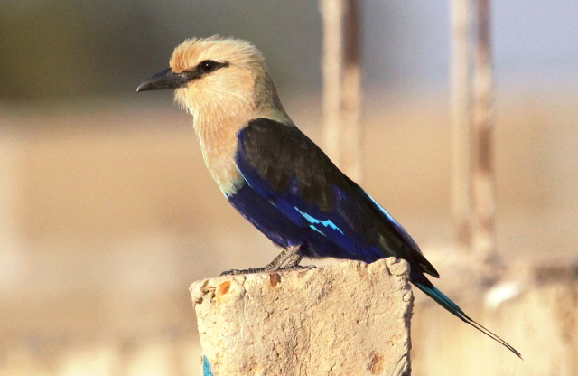 Photograph of Blue-bellied Roller