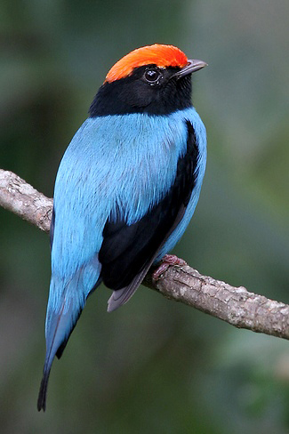 Photograph of Blue Manakin