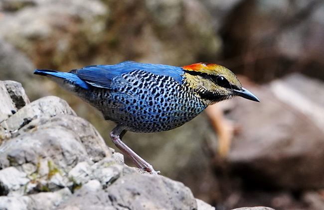 Photograph of Blue Pitta