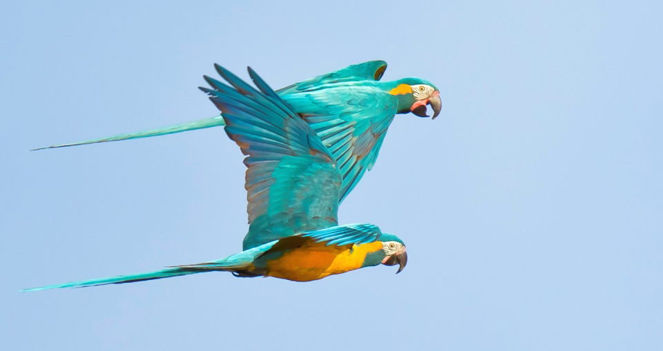 Photograph of Blue-throated Macaws
