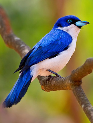 Photograph of Blue Vanga