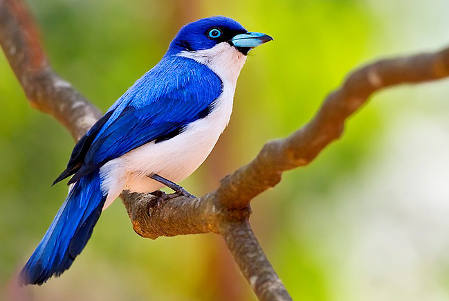 Photograph of Madagascar Blue Vanga