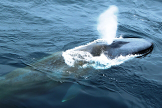 Photograph of Blue Whale