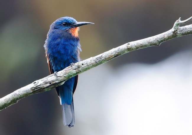 Photograph of Blue-moustached Bee-eater