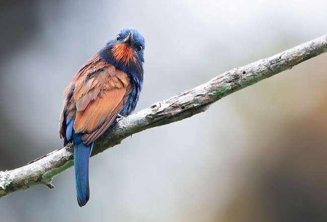 Photograph of Blue-moustached Bee-eater