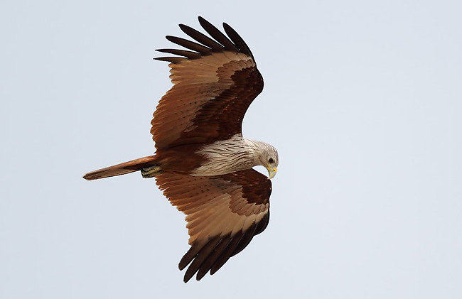 Photograph of Brahminy Kite