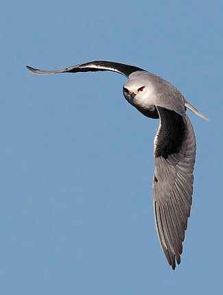 Photograph of Black-shouldered Kite