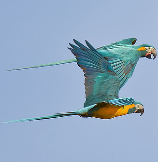 Photograph of Blue-throated Macaws