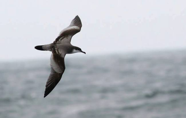 Photograph of Buller's Shearwater