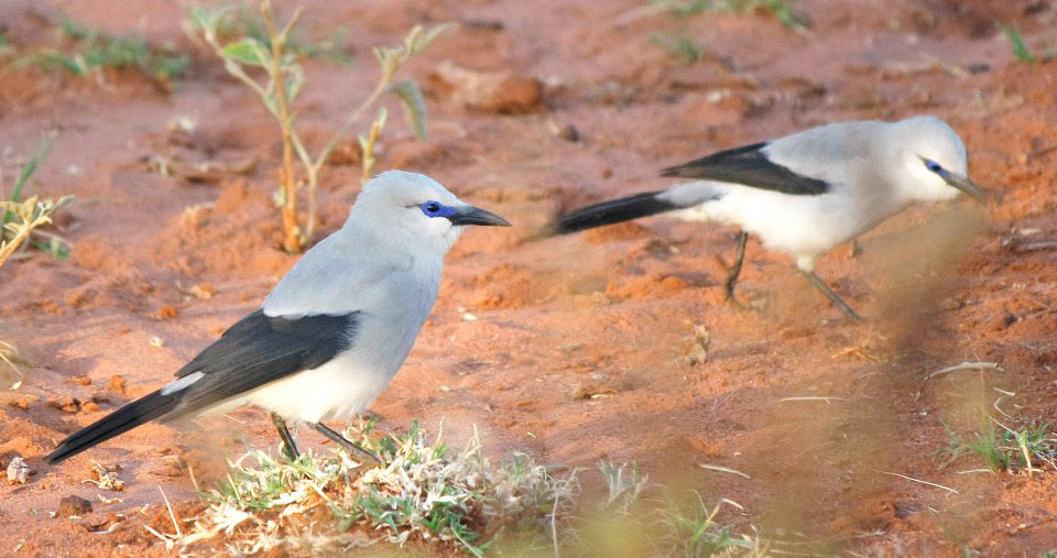 Ethiopian (Stresemann's) Bushcrow