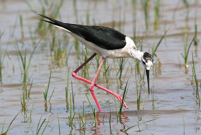 Photograph of Black-winged Stilt