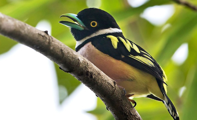 Photograph of Black-and-yellow Broadbill