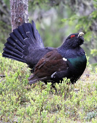 Photograph of Capercaillie
