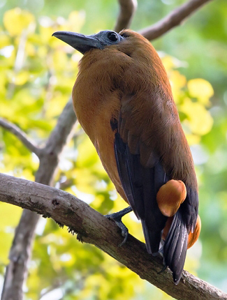 Photograph of Capuchinbird