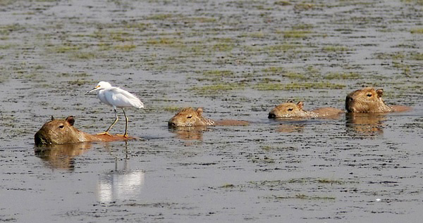 Photograph of Capybaras