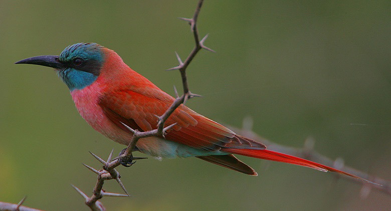 Photograph of Carmine Bee-eater