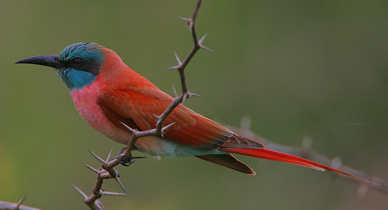 Photograph of Carmine Bee-eater