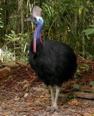Photograph of Southern Cassowary