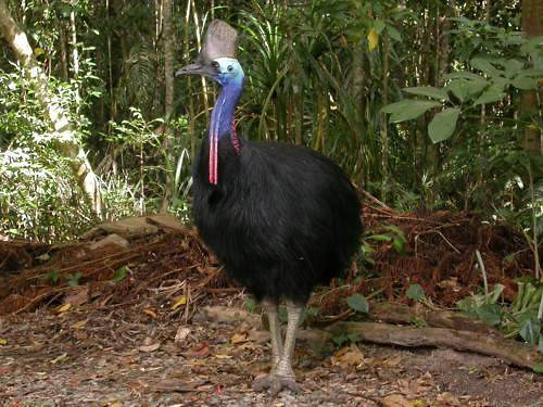 Photograph of Southern Cassowary